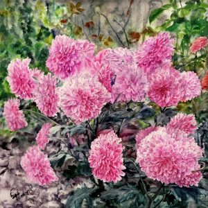 Chrysanthe Mums In Tropical Winter