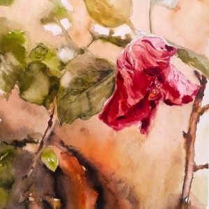 Wilting Red Hibiscus